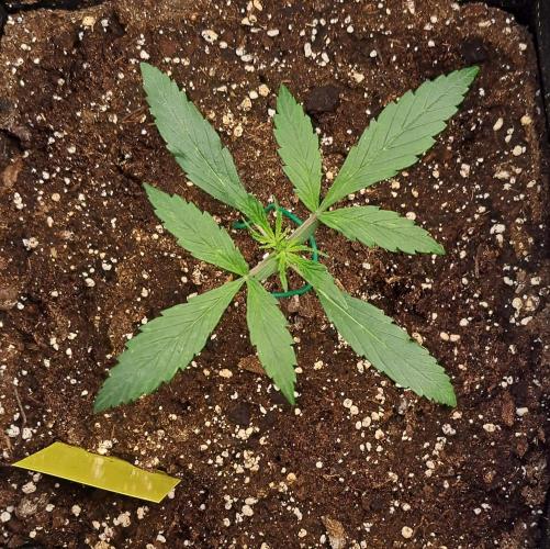 amIZIng Diesel. Week 3 - Day 15