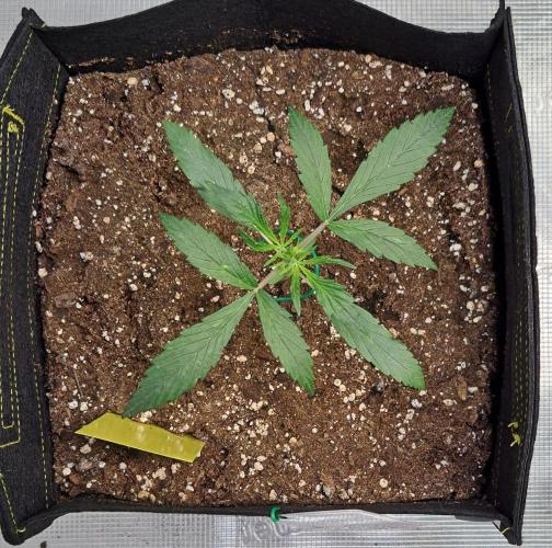 amIZIng Diesel. Week 3 - Day 16