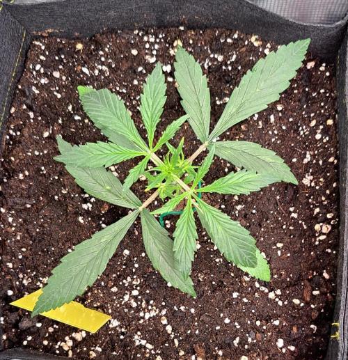 amIZIng Diesel. Week 3 - Day 18