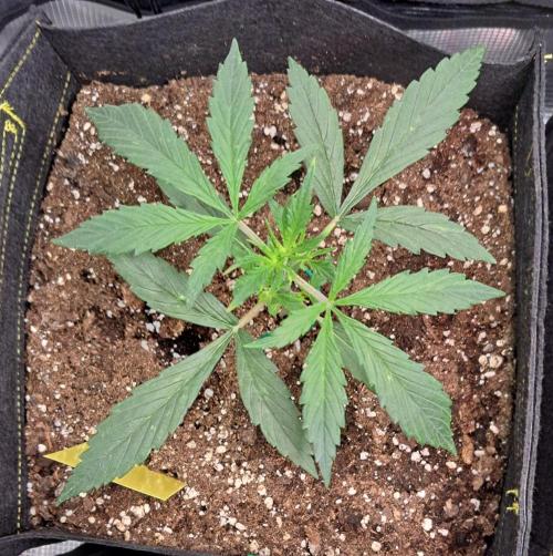 amIZIng Diesel. Week 3 - Day 19