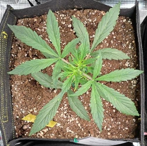 amIZIng Diesel. Week 3 - Day 20