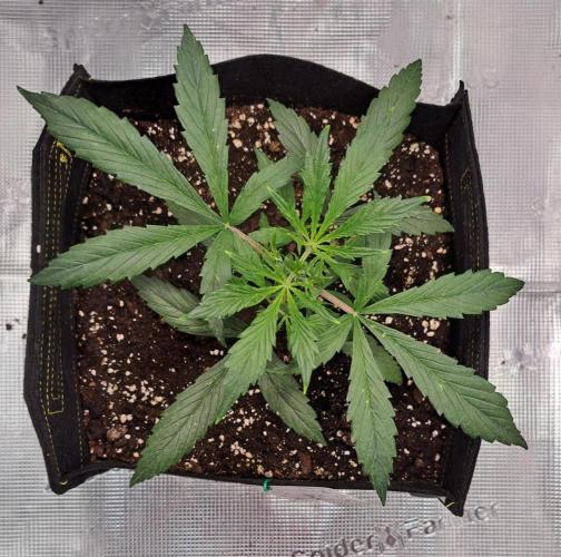 amIZIng Diesel. Week 3 - Day 21