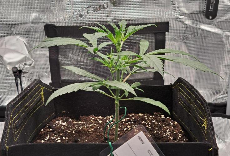 amIZIng Diesel. Week 3 - Day 21