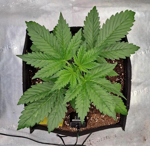 Coke for dessert. Week 4 - Day 22