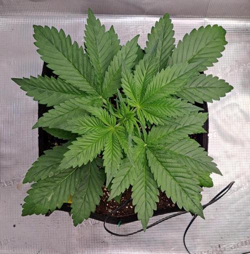 Coke for dessert. Week 4 - Day 23