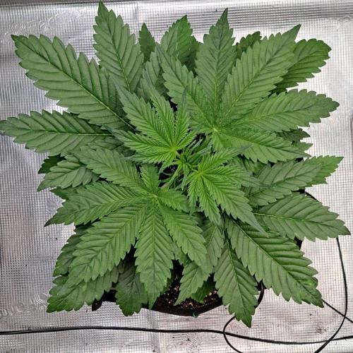 Coke for dessert. Week 4 - Day 25