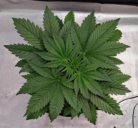 Coke for dessert. Week 4 - Day 26