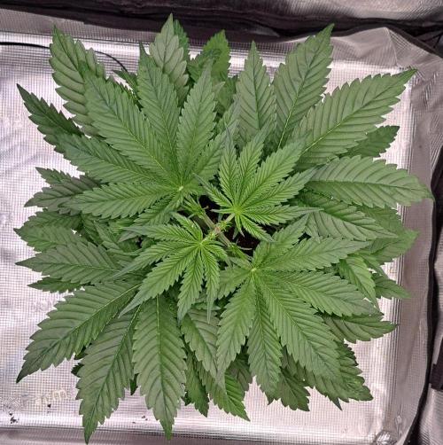 Coke for dessert. Week 4 - Day 28