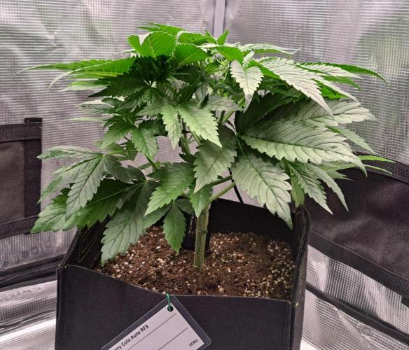 Coke for dessert. Week 4 - Day 28