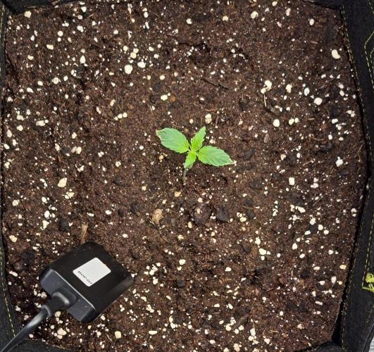 A little Ginger Punch for Venus. Week 2 - Day 8