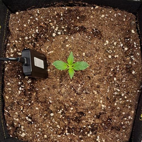 A little Ginger Punch for Venus. Week 2 - Day 9