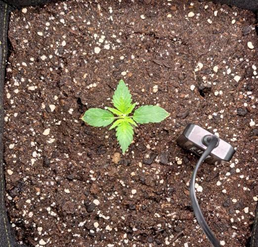 A little Ginger Punch for Venus. Week 2 - Day 10