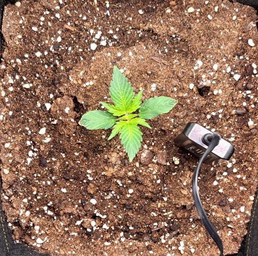 A little Ginger Punch for Venus. Week 2 - Day 11