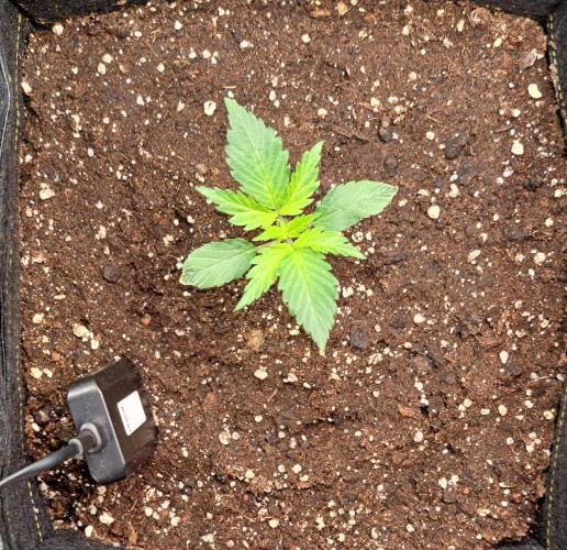 A little Ginger Punch for Venus. Week 2 - Day 12