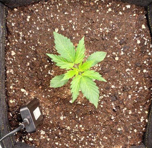 A little Ginger Punch for Venus. Week 2 - Day 13