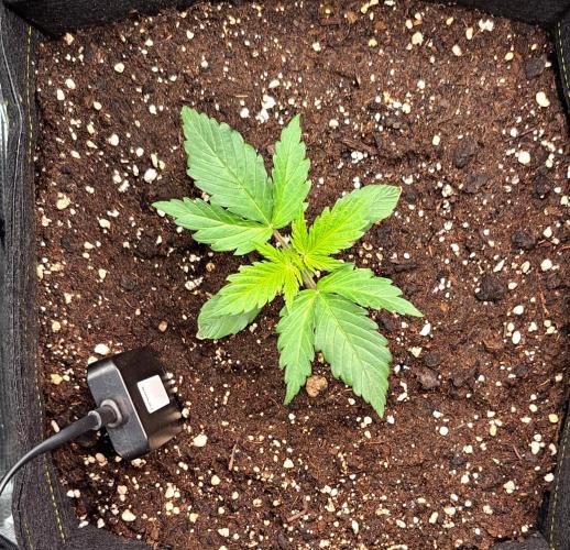 A little Ginger Punch for Venus. Week 2 - Day 14