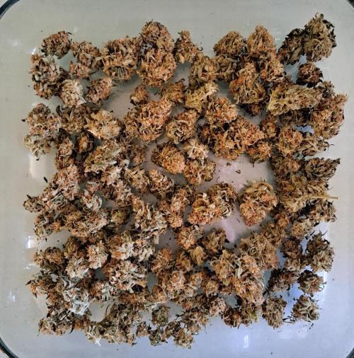 Dreams become purple. Week 9 - Day 75