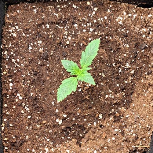 Delighted Diablo is back at Venus. Week 2 - Day 8