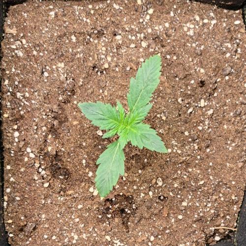 Delighted Diablo is back at Venus. Week 2 - Day 9