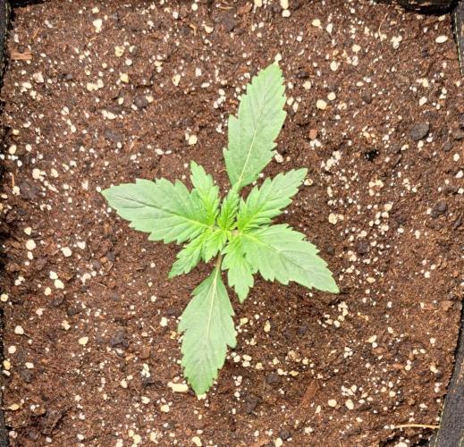 Delighted Diablo is back at Venus. Week 2 - Day 10