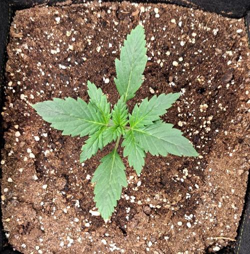 Delighted Diablo is back at Venus. Week 2 - Day 11