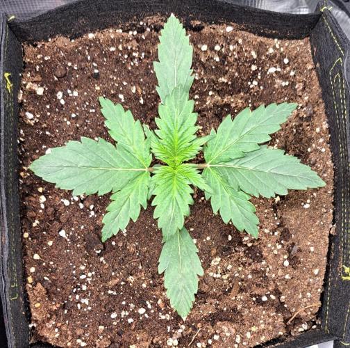 Delighted Diablo is back at Venus. Week 2 - Day 12