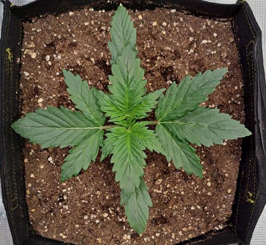 Delighted Diablo is back at Venus. Week 2 - Day 13