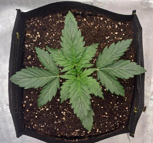 Delighted Diablo is back at Venus. Week 2 - Day 14