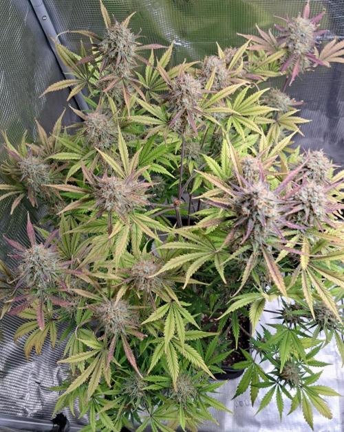 Little jealousy lady. Week 10 - Day 69