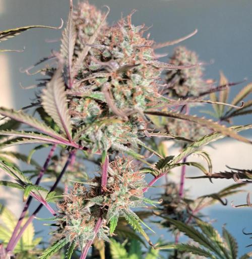 Little jealousy lady. Week 10 - Day 69