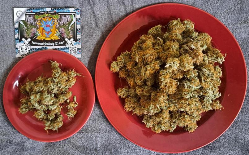 Little jealousy lady. Week 10 - Day 77