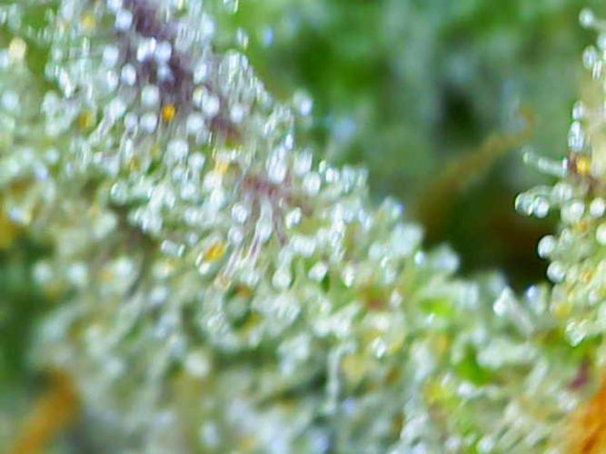 Little jealousy lady. Week 10 - Day 69