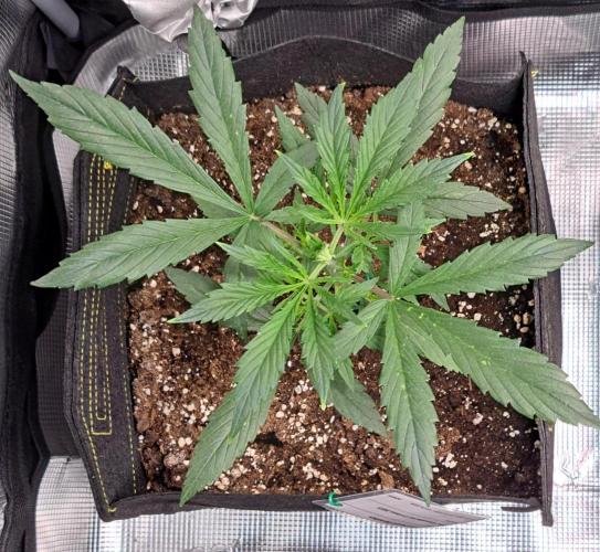 amIZIng Diesel. Week 4 - Day 22