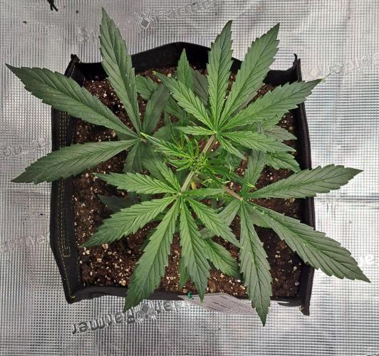 amIZIng Diesel. Week 4 - Day 23