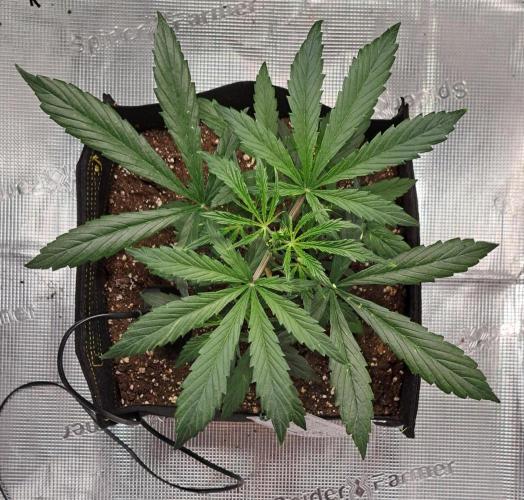 amIZIng Diesel. Week 4 - Day 24