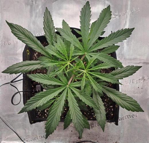 amIZIng Diesel. Week 4 - Day 25