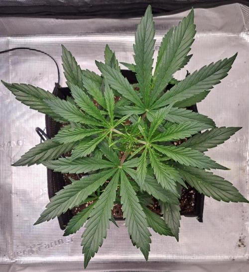 amIZIng Diesel. Week 4 - Day 26