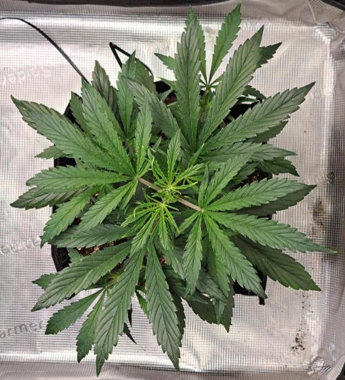 amIZIng Diesel. Week 4 - Day 27