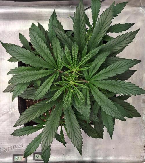 amIZIng Diesel. Week 4 - Day 28