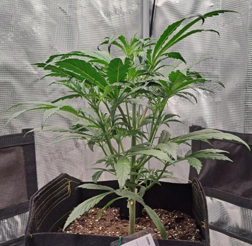 amIZIng Diesel. Week 4 - Day 28