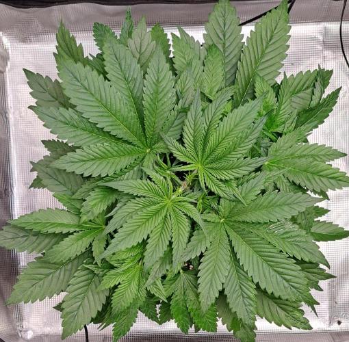 Coke for Saturn. Week 5 - Day 29