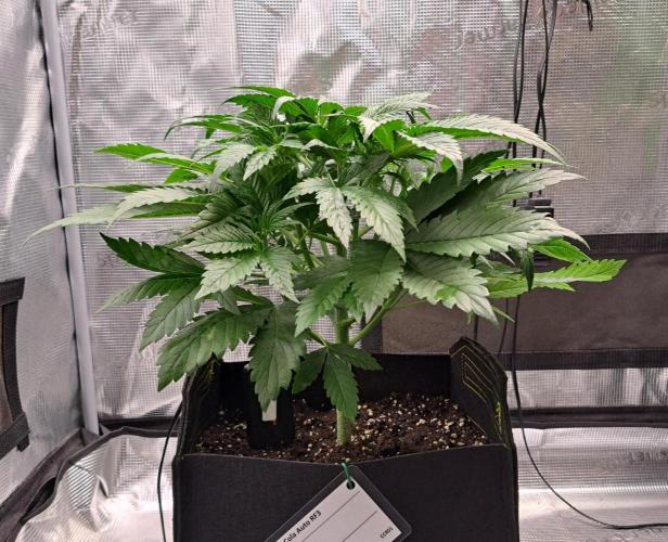 Coke for Saturn. Week 5 - Day 29