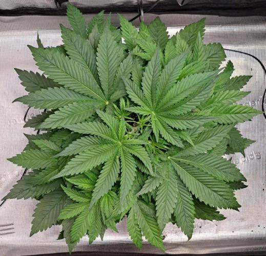 Coke for Saturn. Week 5 - Day 30