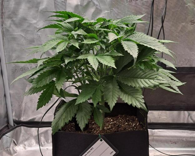 Coke for Saturn. Week 5 - Day 30