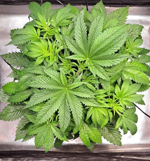 Coke for Saturn. Week 5 - Day 31