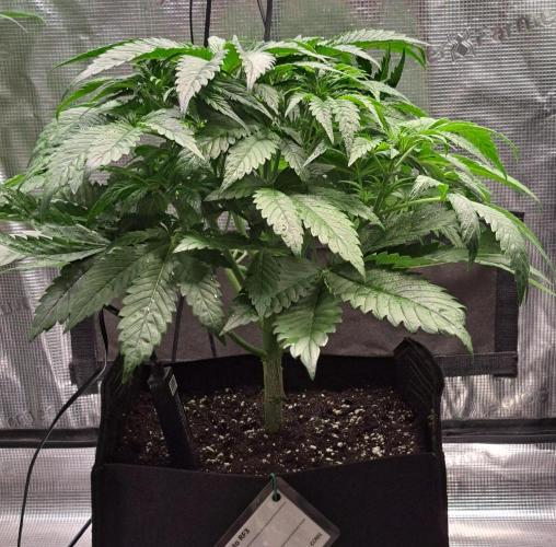 Coke for Saturn. Week 5 - Day 31