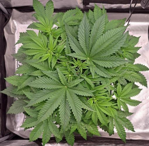 Coke for Saturn. Week 5 - Day 32