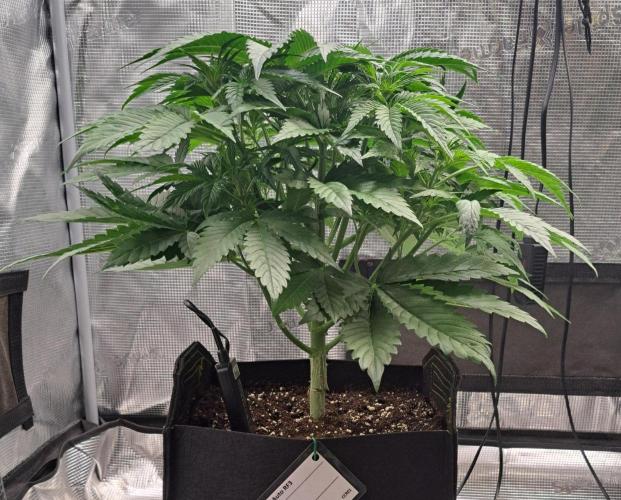 Coke for Saturn. Week 5 - Day 32