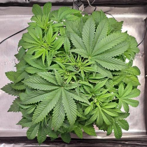 Coke for Saturn. Week 5 - Day 33