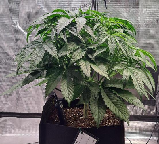 Coke for Saturn. Week 5 - Day 33